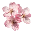 004
