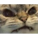 :cat_grrr:
