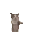 Catjumping