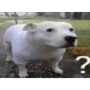 :dog_confused: