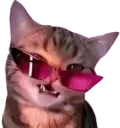 catvogue