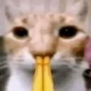 :catpray: