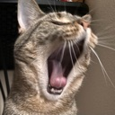 :rockyyawn: