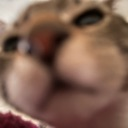 :sniffsnorf: