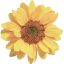 f_sunflower_NF2U