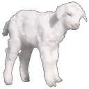 lamb