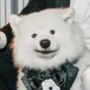 A fluffy white Samoyed dog wearing a black bow tie looking directly at the camera.