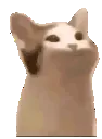 77102popcat