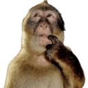 monkeythink custom emote | HTSA | LGBTQ • Tunisia • Friendly • Gay