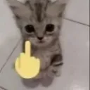b_cat_middlefinger