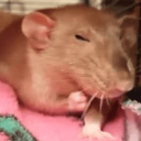RT_RataEnojada Discord emoji
