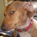 A brown dog looking sideways with a skeptical and judgmental expression.