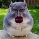 hamsterMrWhite
