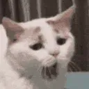 yawncat