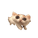 :CatScared: