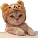 :cat_bear: