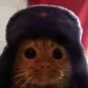 kotik