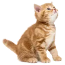 o_cat