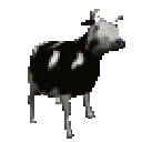 vaca