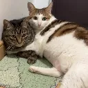 BaowuHug