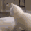 :MemeKittyDancing: