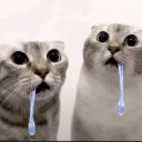 :Meow1: