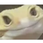 geckopolite Discord emoji