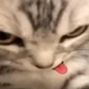 bleh