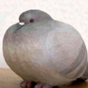reb