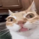 CatStare