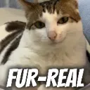 FurRealBao
