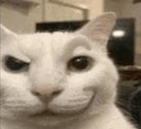 :Catsmirk: