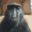 monkeyrizz animated emote - /Lightx | Social • Chat • VC • Emotes • Chill • Fun • Active