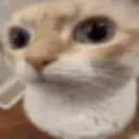 :catstare:
