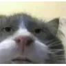catstare