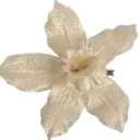 w_flower2