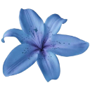 :262536flower: