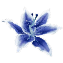:841708blueflower: