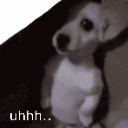 :shydog: