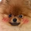 0_TeddyBlush