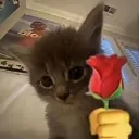 kittyflower