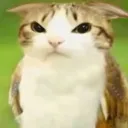 meowl1 Discord emoji