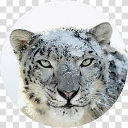 :snowleopard: