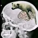 damaged_brain