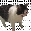 AAAAAAAAAAAAAA