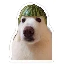 Sillydawg
