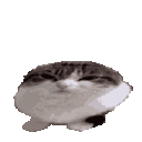:Wawa_animated: