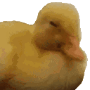 :Duck_no: