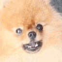 :0_TeddyBark: