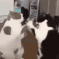 catpaws